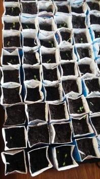 We started the seedlings in early April in our classroom.