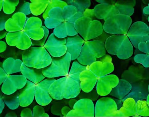 Close-up view of vibrant green shamrock leaves.