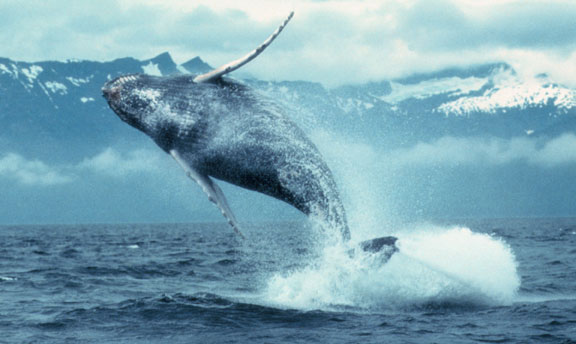 Whales
