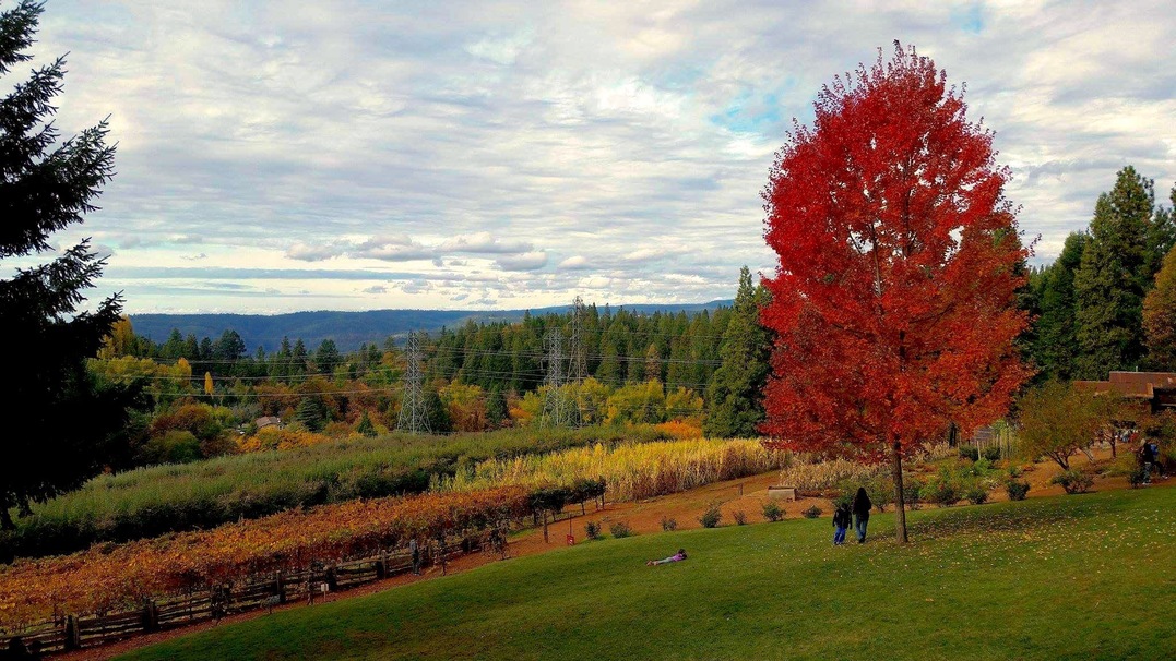 Apple Hill A Hidden Gem in Northern California