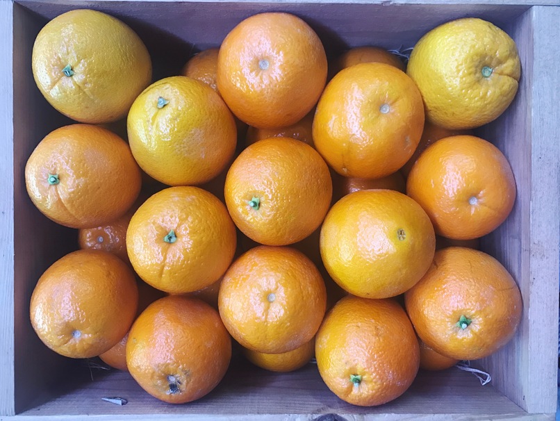 5 Healthy Snacks to Keep in Your Dorm Room Fridge at All Times