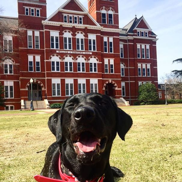 Auburn Restaurants You Can Bring Your Dog To
