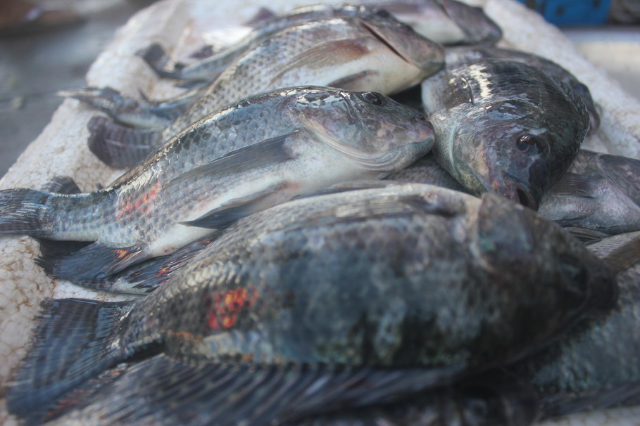 Deciding if Tilapia is as Bad For You as Bacon