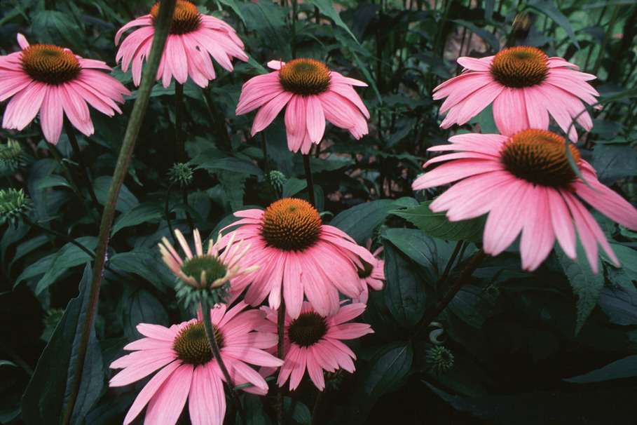Echinacea Benefits How This Plant Can Help You Feel Better
