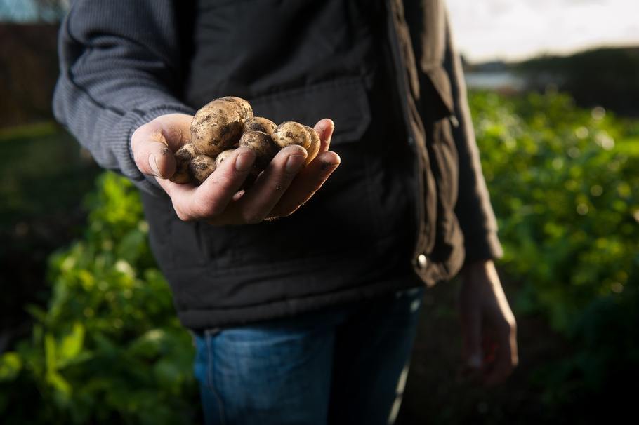 Solanine Contained in Green Potatoes Can Be Toxic