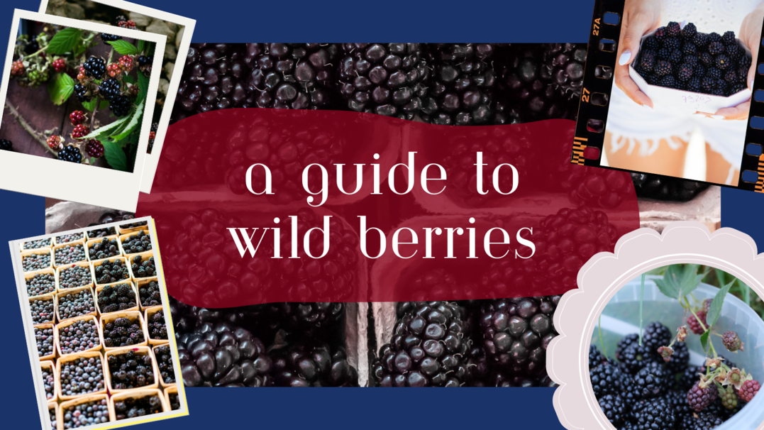 The Forager's Guide To Wild Blackberries
