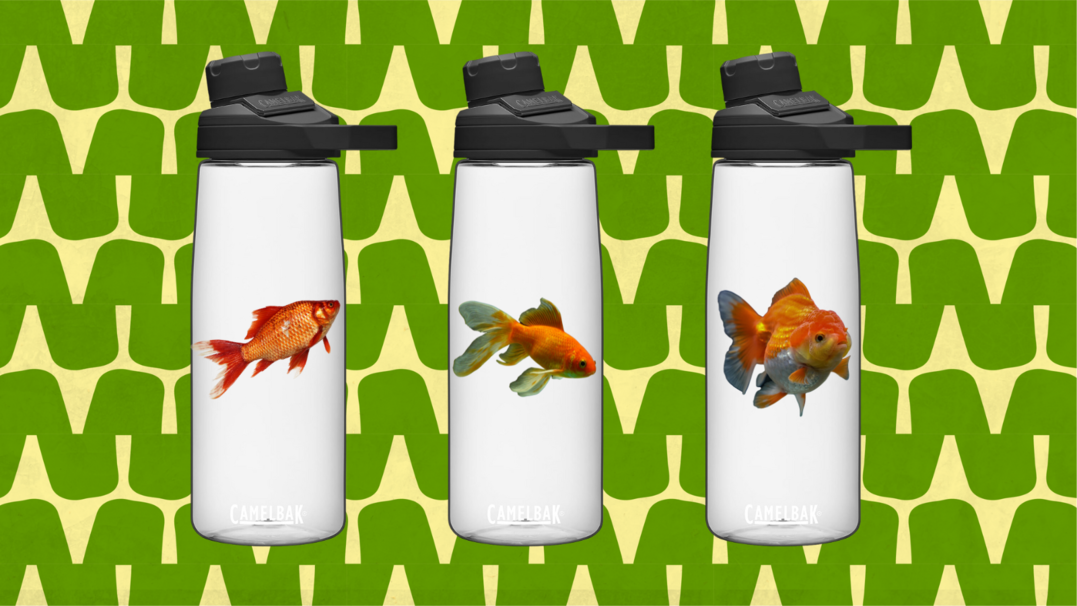 You Can Take Your Pet Fish On A Plane In Your Water Bottle