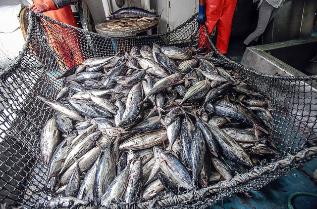 Produce bajó precio por derecho de pesca a embarcaciones extranjeras