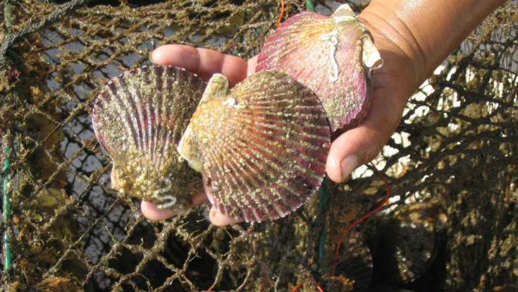 El Niño: el Perú dejaría de exportar 3,000 toneladas de conchas de abanico este año