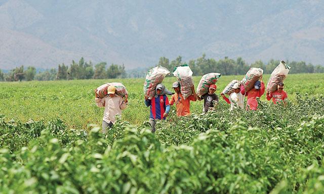 Gobierno otorgará bonos hasta por S/.425,250 a agricultores