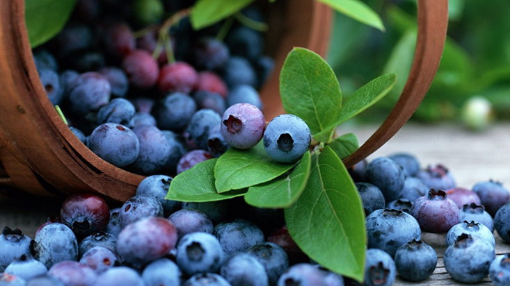 234095-chile-sera-el-nuevo-destino-de-las-exportaciones-de-arandanos-peruanos