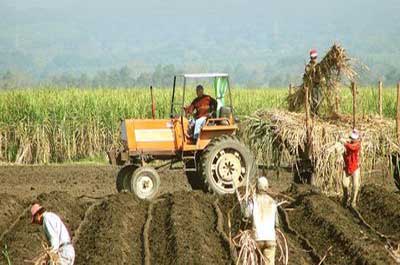 MEF: Uruguay será mercado de referencia para franja arancelaria de arroz
