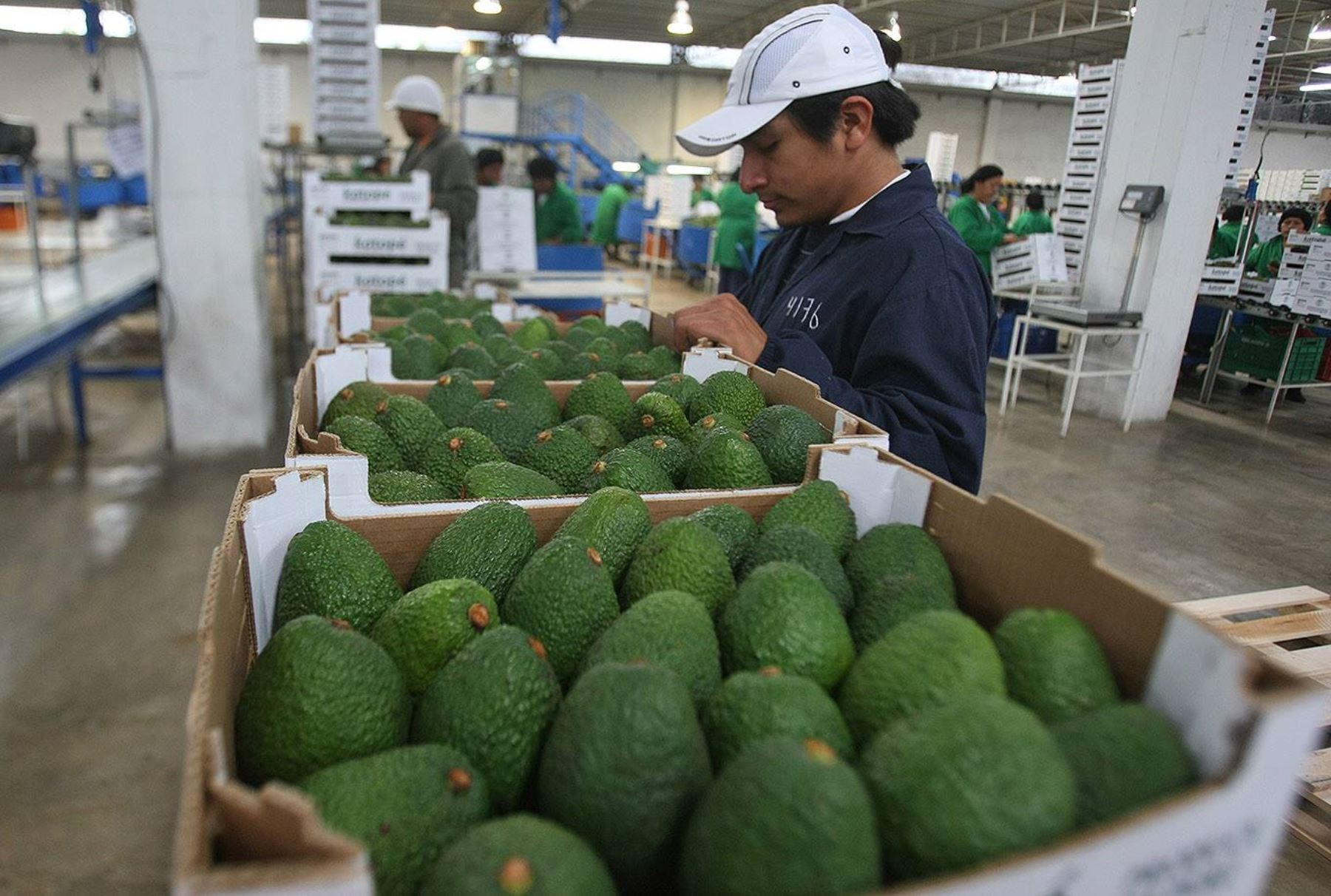 360396-minagri-publicacion-de-protocolo-fitosanitario-permite-la-exportacion-de-palta-a-tailandia