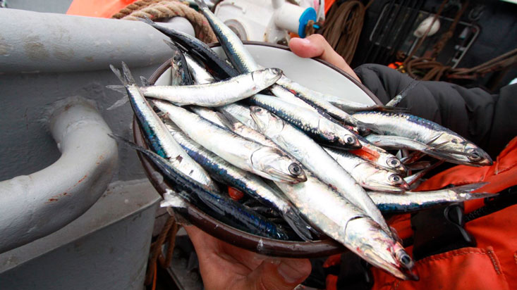 Produce suspendió pesca de anchoveta en la zonas Cerro Azul y Tambo de Mora