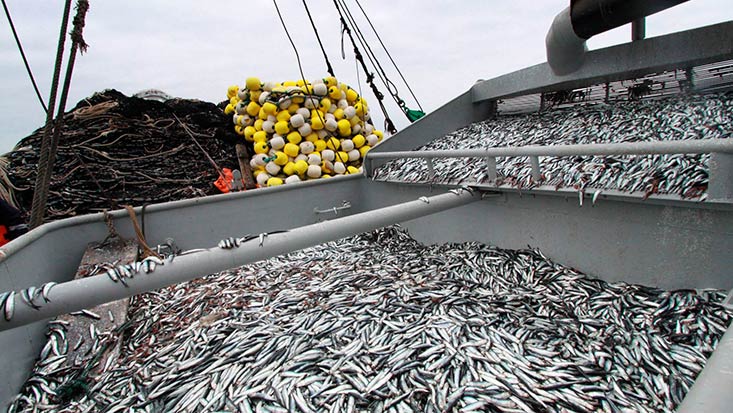 Produce publicará esta semana incremento en los derechos de pesca de anchoveta