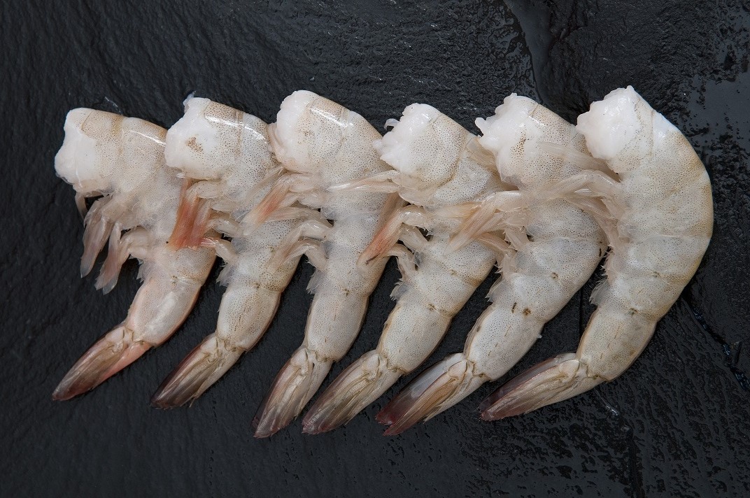 Perú prepara sus primeras exportaciones de langostino a Brasil