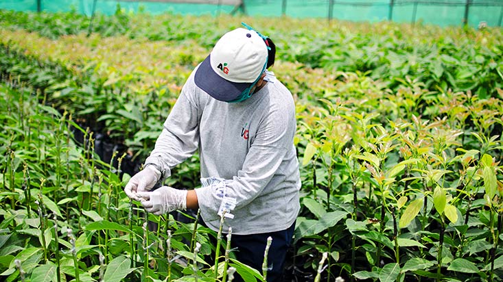 373544-congreso-aprobo-ampliar-regimen-especial-agrario-hasta-el-2031