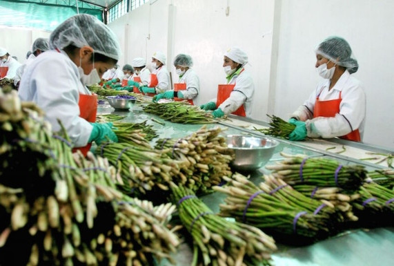 agroexportadora-chavin-de-huantar-emite-instrumentos-de-corto-plazo