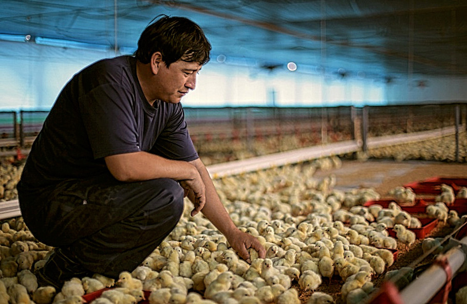 tecnica-avicolanbspadquirio-participacion-mayoritaria-en-oregon-foods