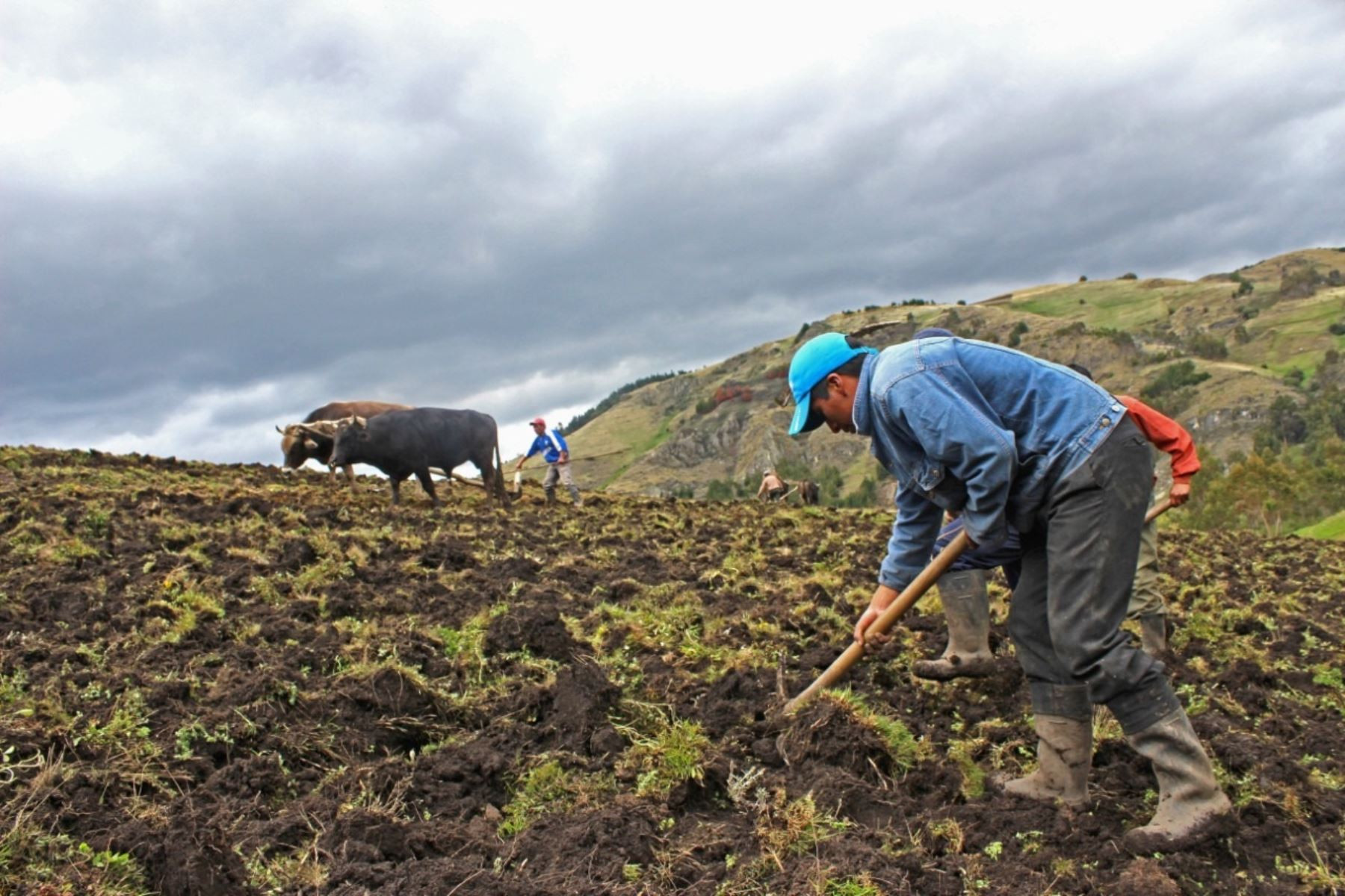 midagri-cultivos-de-papa-arroz-maiz-y-quinua-se-veran-afectados-por-falta-de-fertilizantes-y-sequias