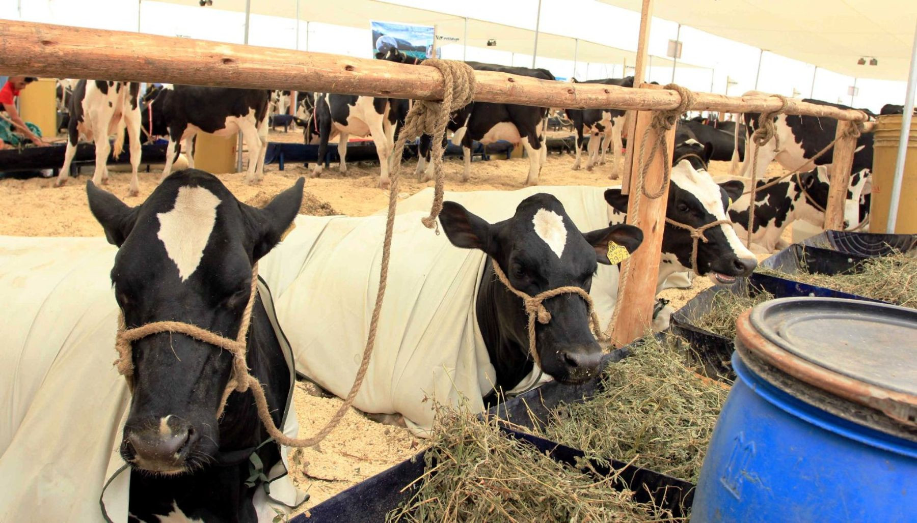 peru-podra-exportar-carne-de-bovino-y-porcino-a-china-tras-declararse-pais-libre-de-aftosa