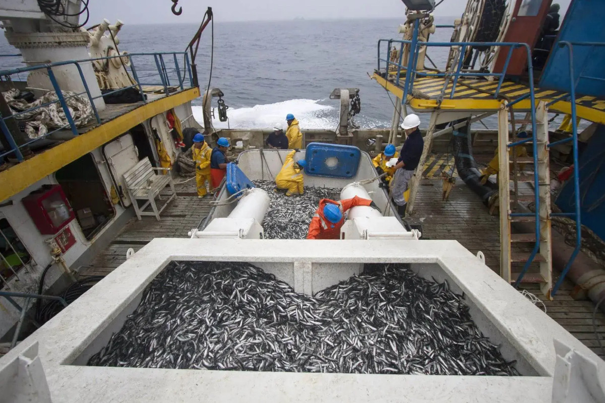 produce-elimino-obligacion-de-captura-minima-en-primera-temporada-de-anchoveta-por-cambios-oceanograficos