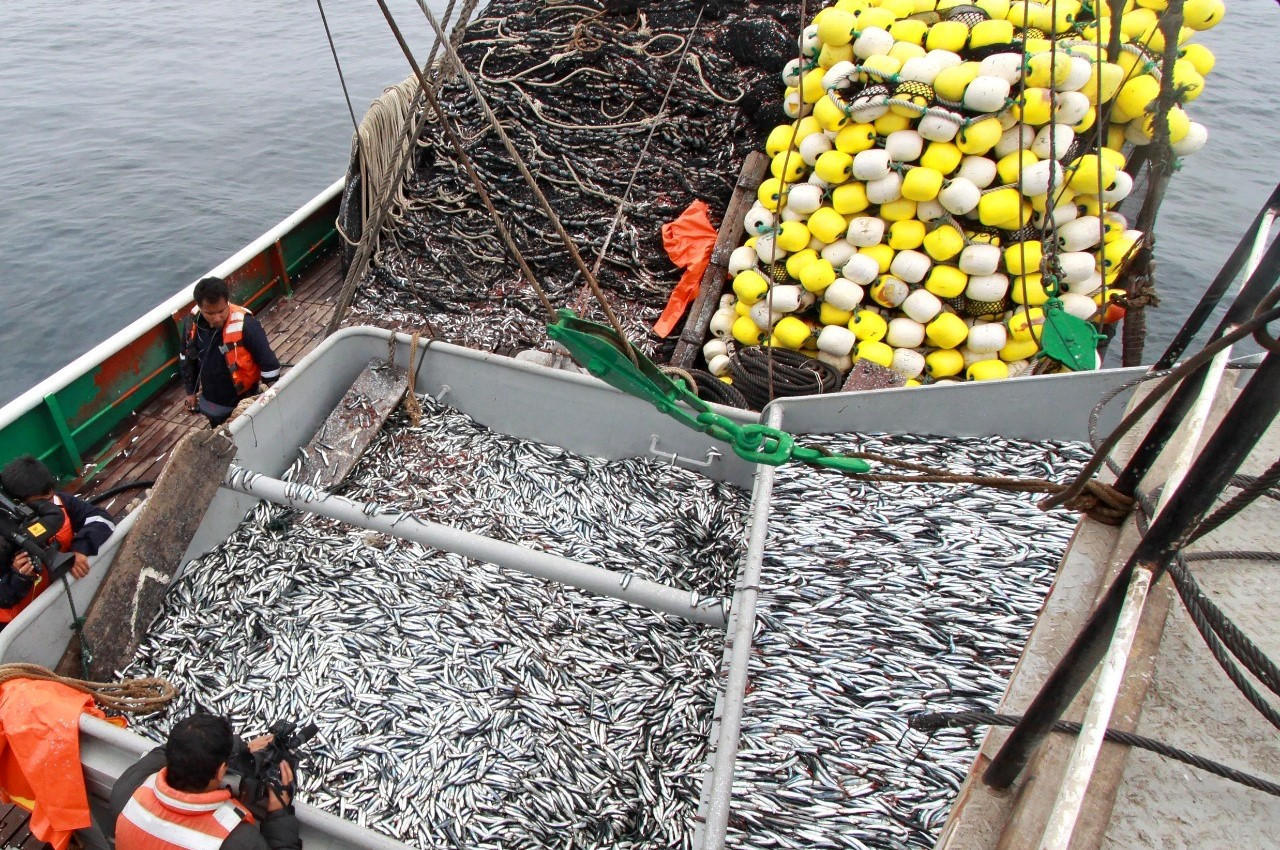 Pesca de anchoveta: la evaluación que motivó la suspensión de la captura mínima por embarcación para la primera temporada