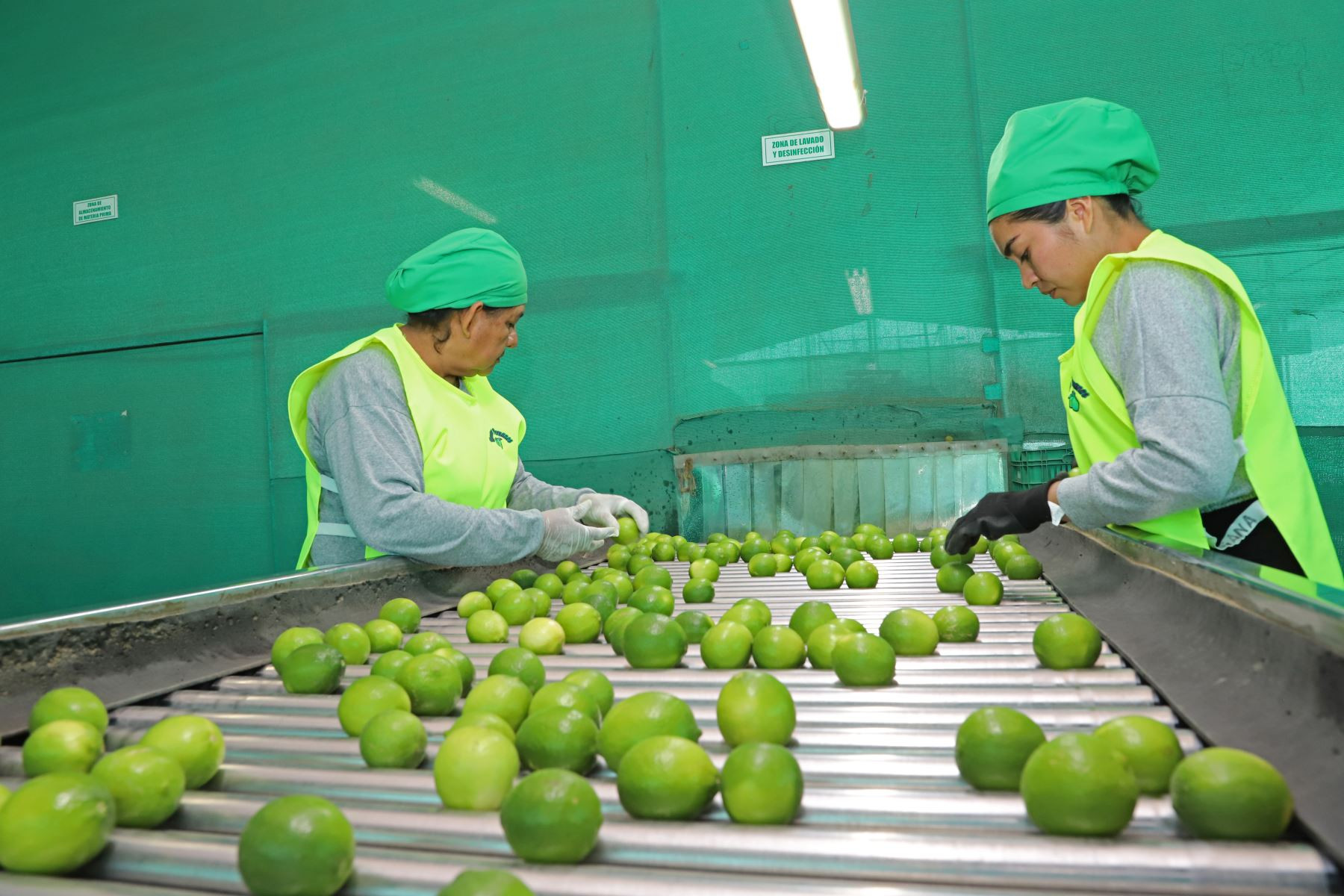 Exportaciones de cítricos peruanos crecerán hasta 12% en 2025, impulsadas por mejores condiciones climáticas