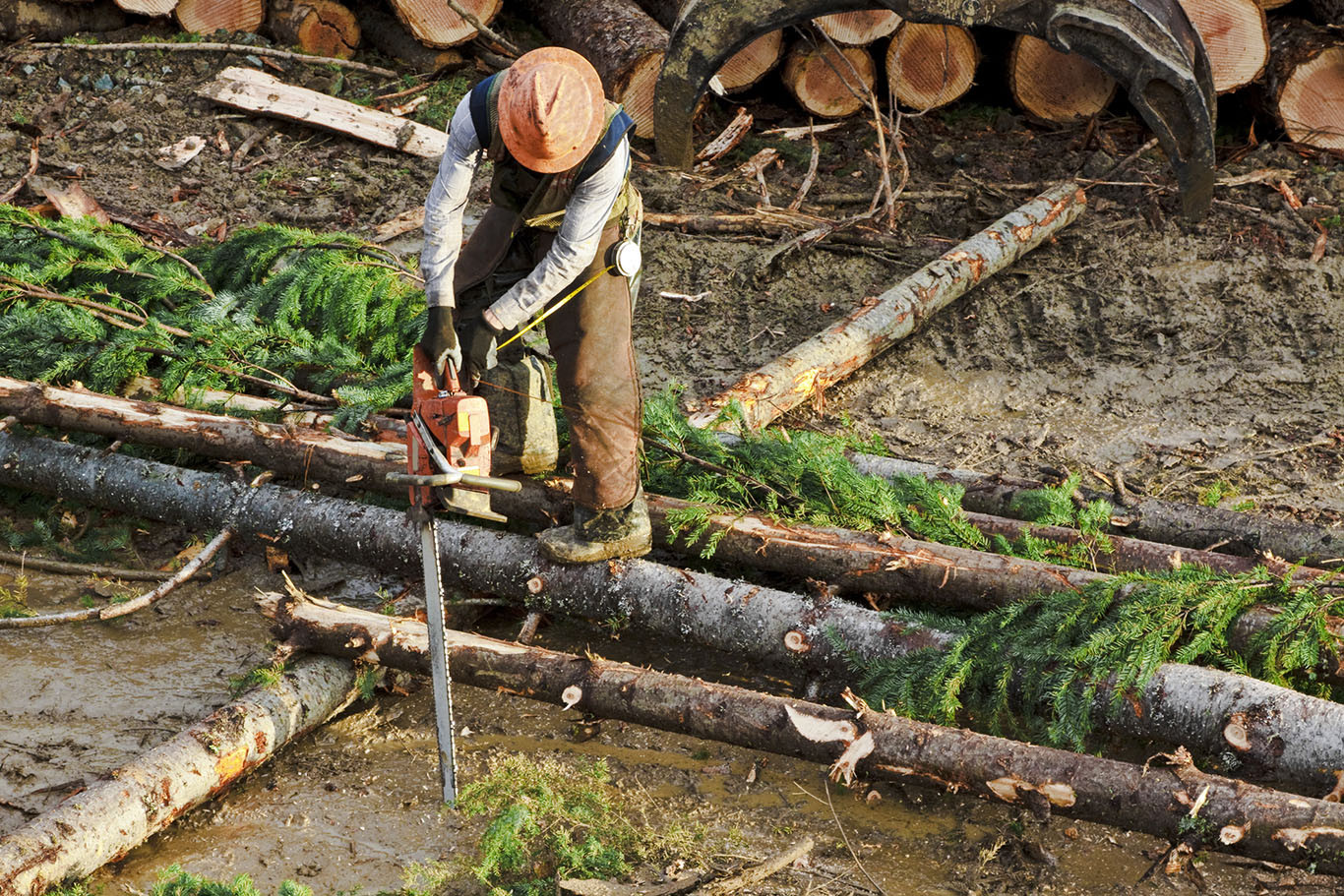 Crisis maderera: ¿Por qué no despega el sector forestal?