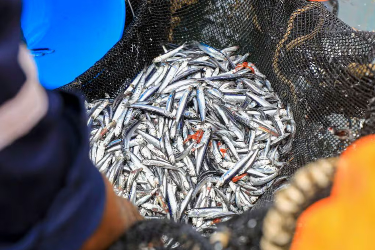Produce fija provisionalmente una cuota de 500,000 toneladas para la segunda temporada de pesca de anchoveta