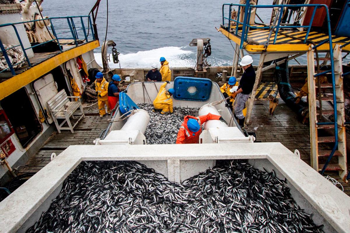 <p><span class="ql-cursor">﻿</span>Produce estableció cuota de pesca de 1.6 millones de toneladas de anchoveta para la segunda temporada</p>