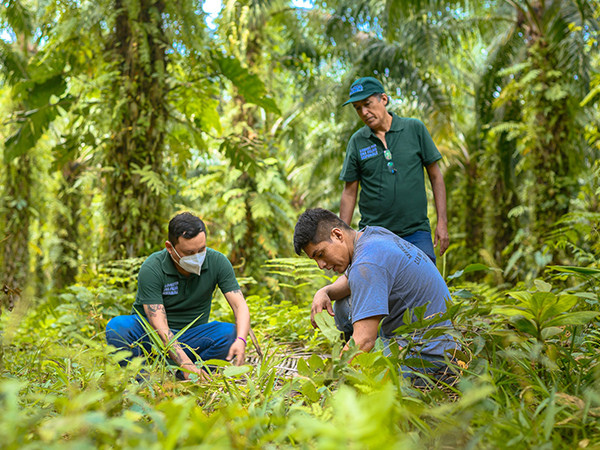 <p><span style="background-color: transparent; color: rgb(0, 0, 0);">Alicorp fortalece su liderazgo regional en palma sostenible convirtiéndose en </span><em style="background-color: transparent; color: rgb(0, 0, 0);">Top Performer</em><span style="background-color: transparent; color: rgb(0, 0, 0);"> en evaluación de RSPO</span></p>