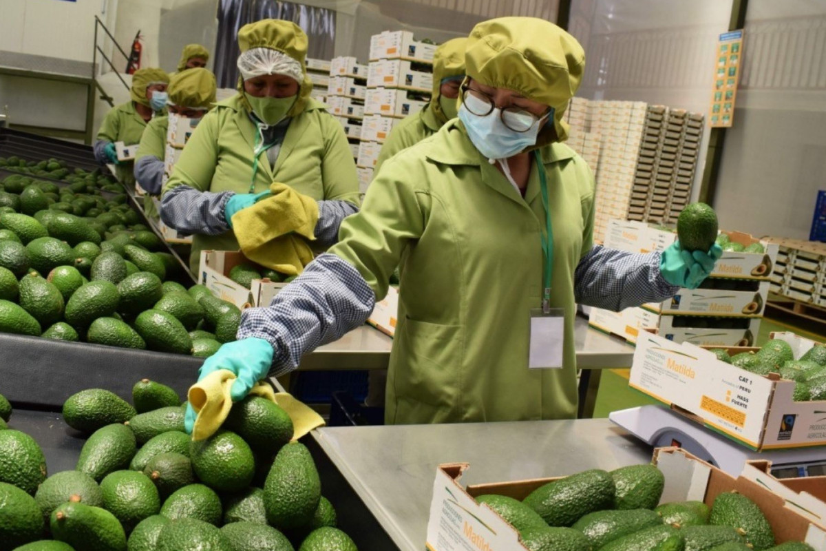 agroexportaciones-peruanas-llegaran-a-us15000-millones-en-2025-estimo-midagri