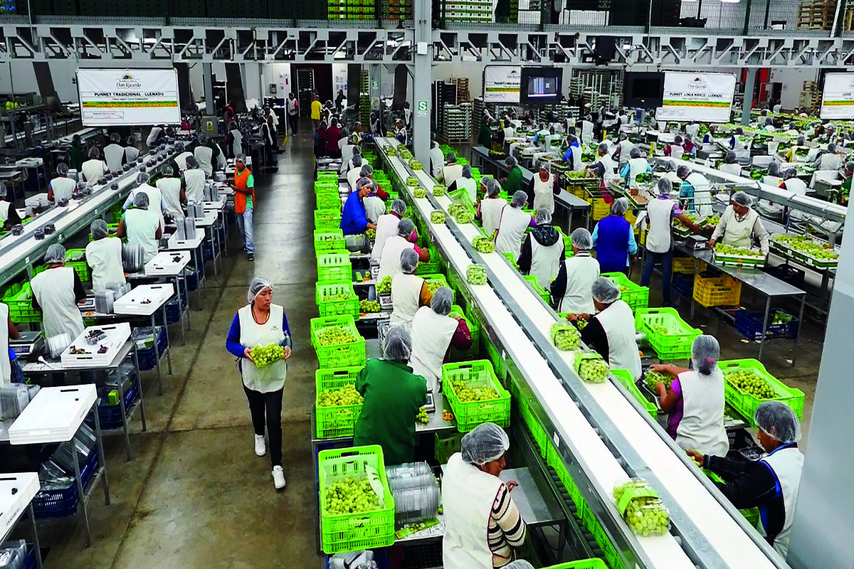 <p><em>Deal </em>en maduración: La transacción de Agrícola Don Ricardo da un nuevo paso hacia su esperada venta</p>