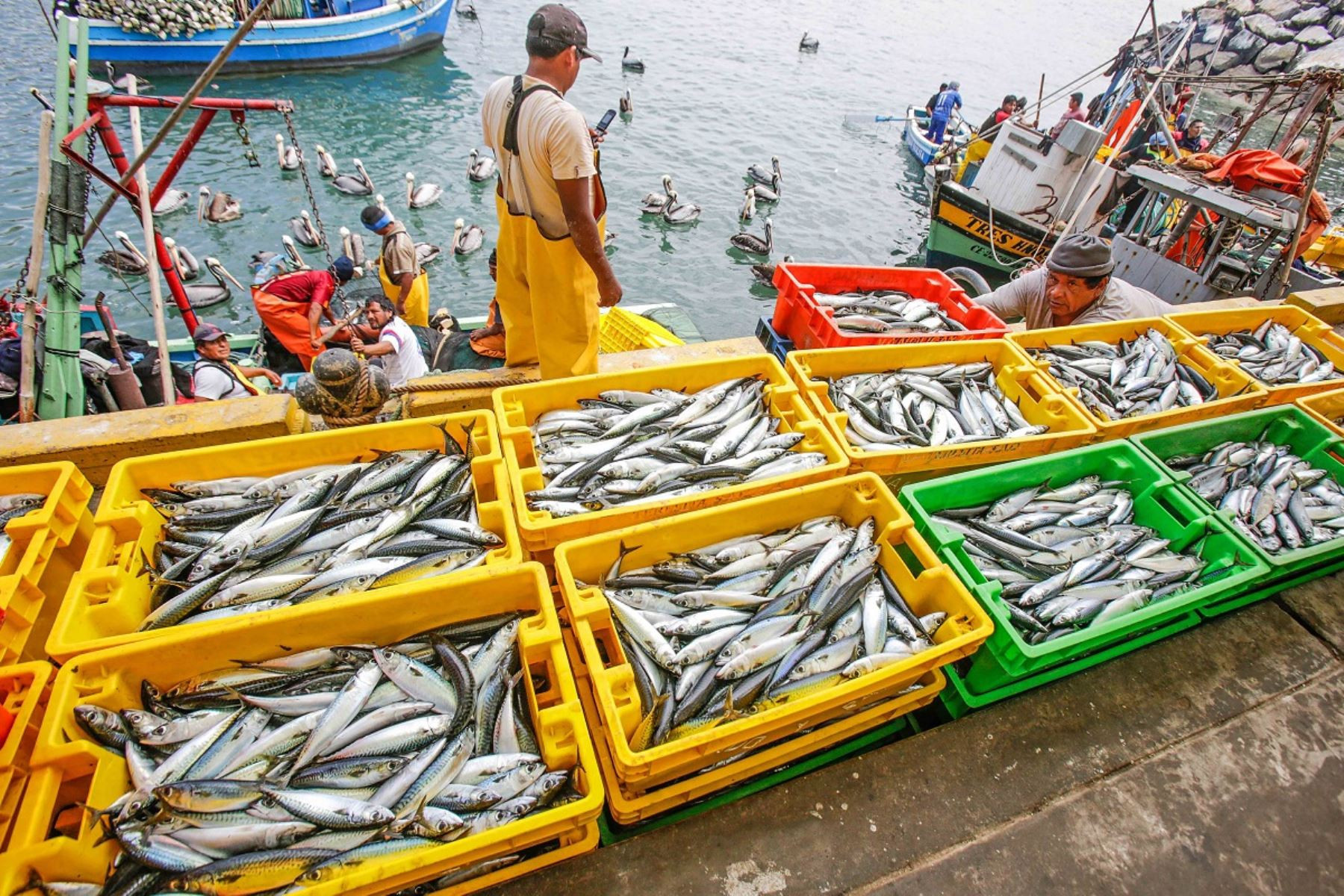 ocde-mayoria-de-pesquerias-en-peru-se-mantiene-en-niveles-sostenibles
