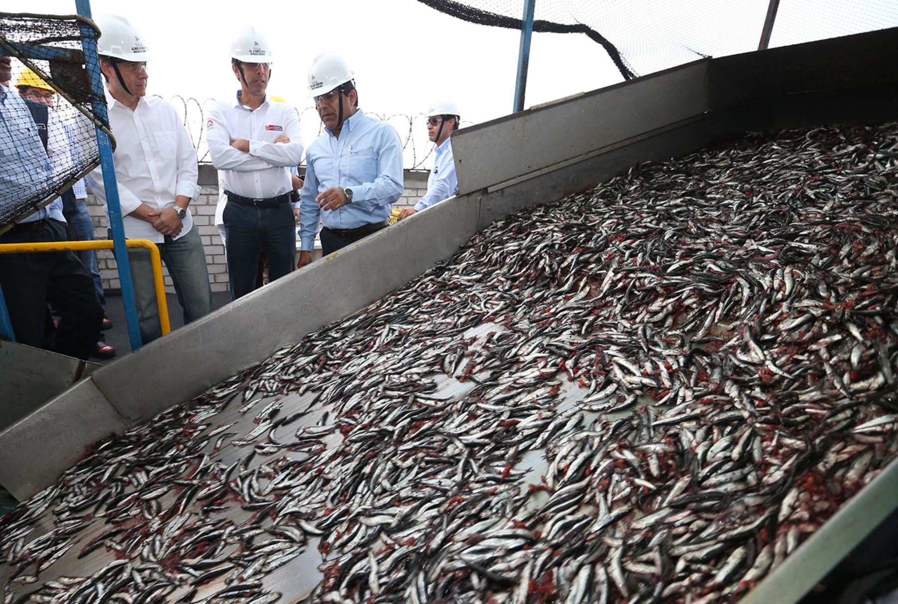 <p>Produce: primera temporada de pesca de anchoveta 2026 tendrá una cuota de 1.91 millones de toneladas</p>