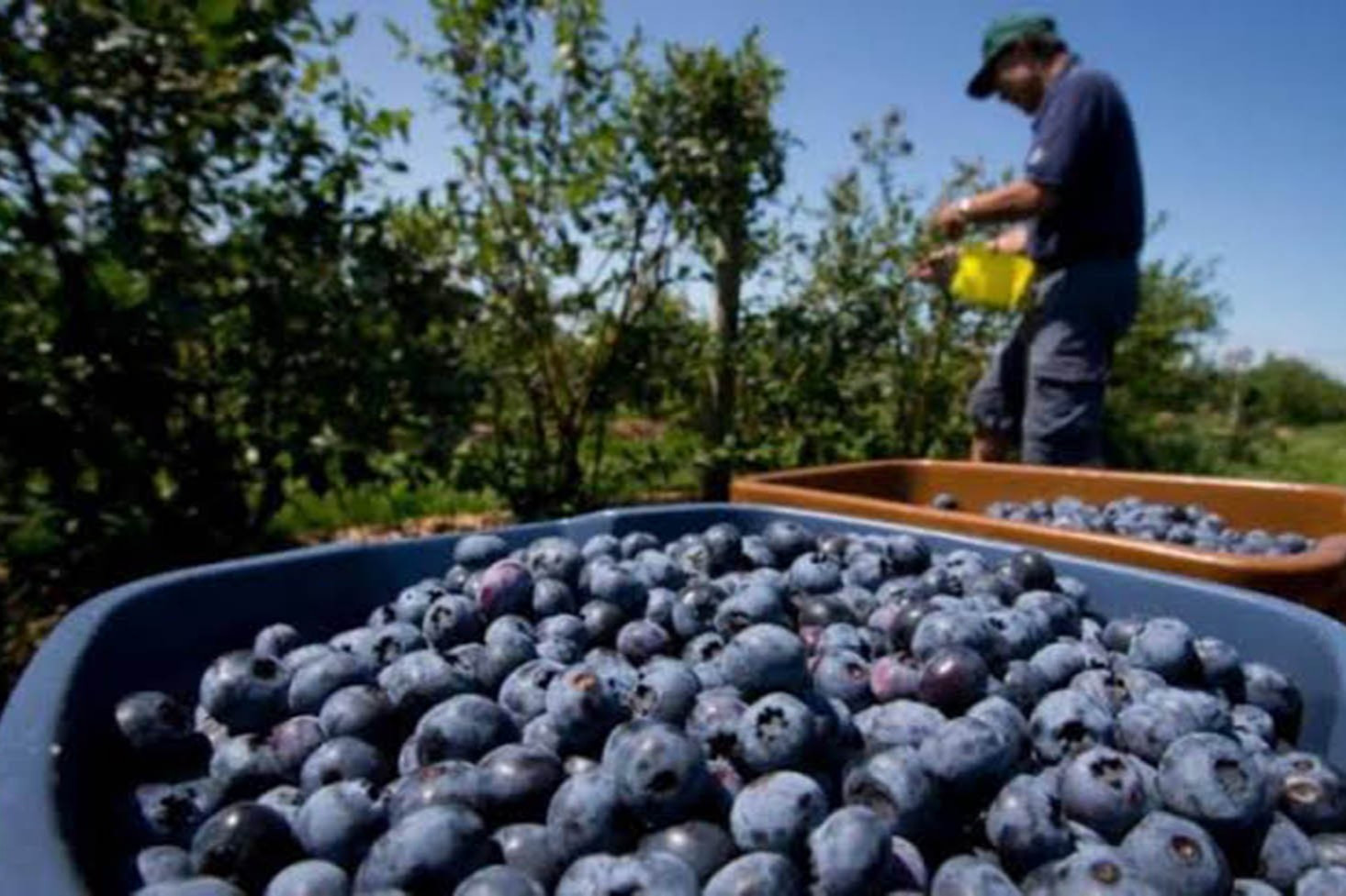 <p>Campaña 2025-2026: Diversificación de los destinos de exportación de los arándanos</p>