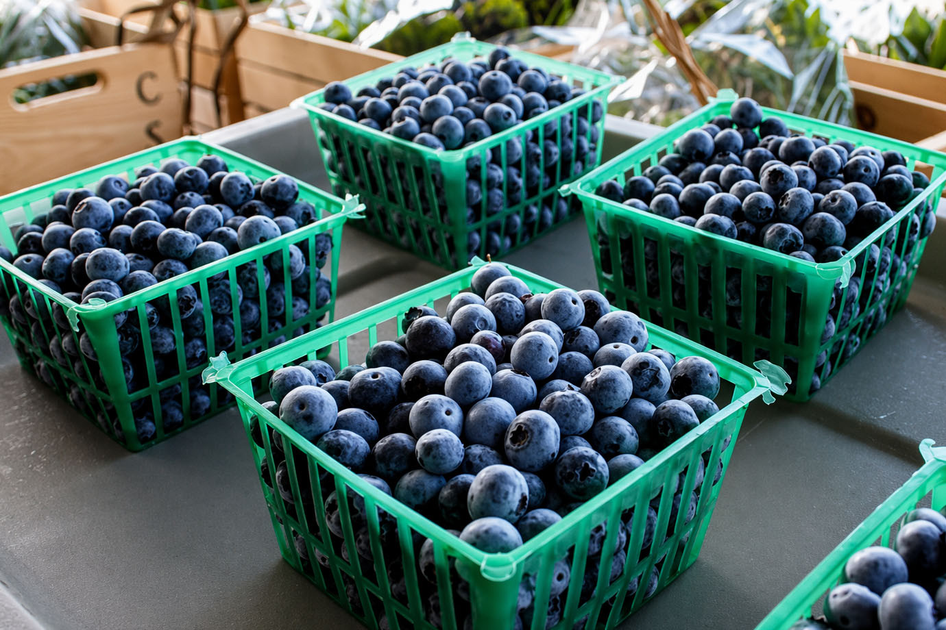 <p>Arándanos: China acelera su industria y presiona el posicionamiento peruano</p>