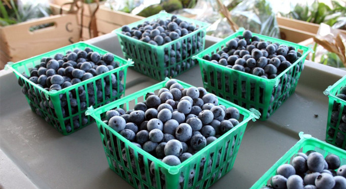 <p>Hortifrut busca ordenar la casa y reorganizar sus activos productivos</p>