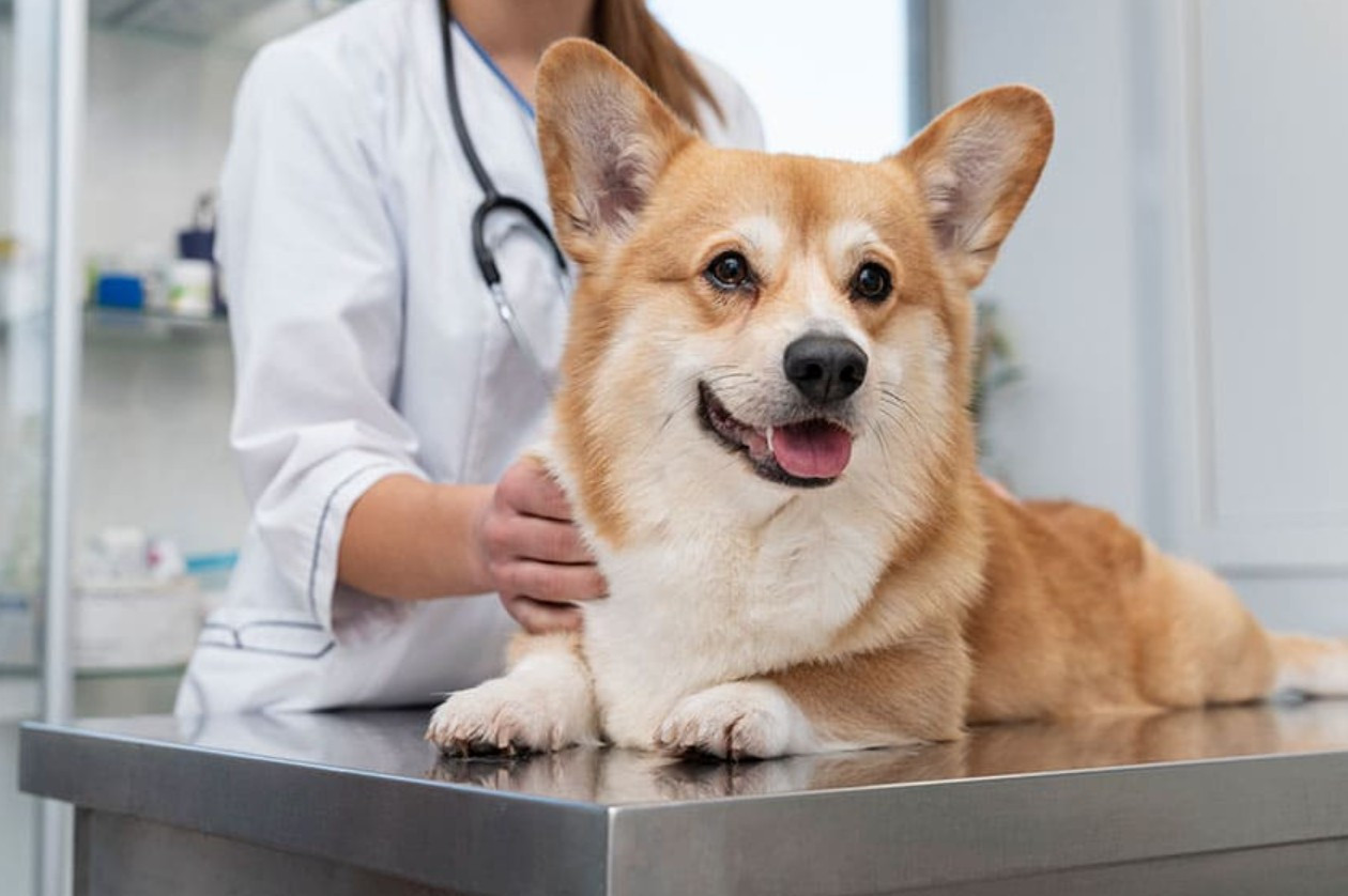 <p>Los seguros para mascotas vuelven al radar de algunas aseguradoras tras un primer intento fallido</p>