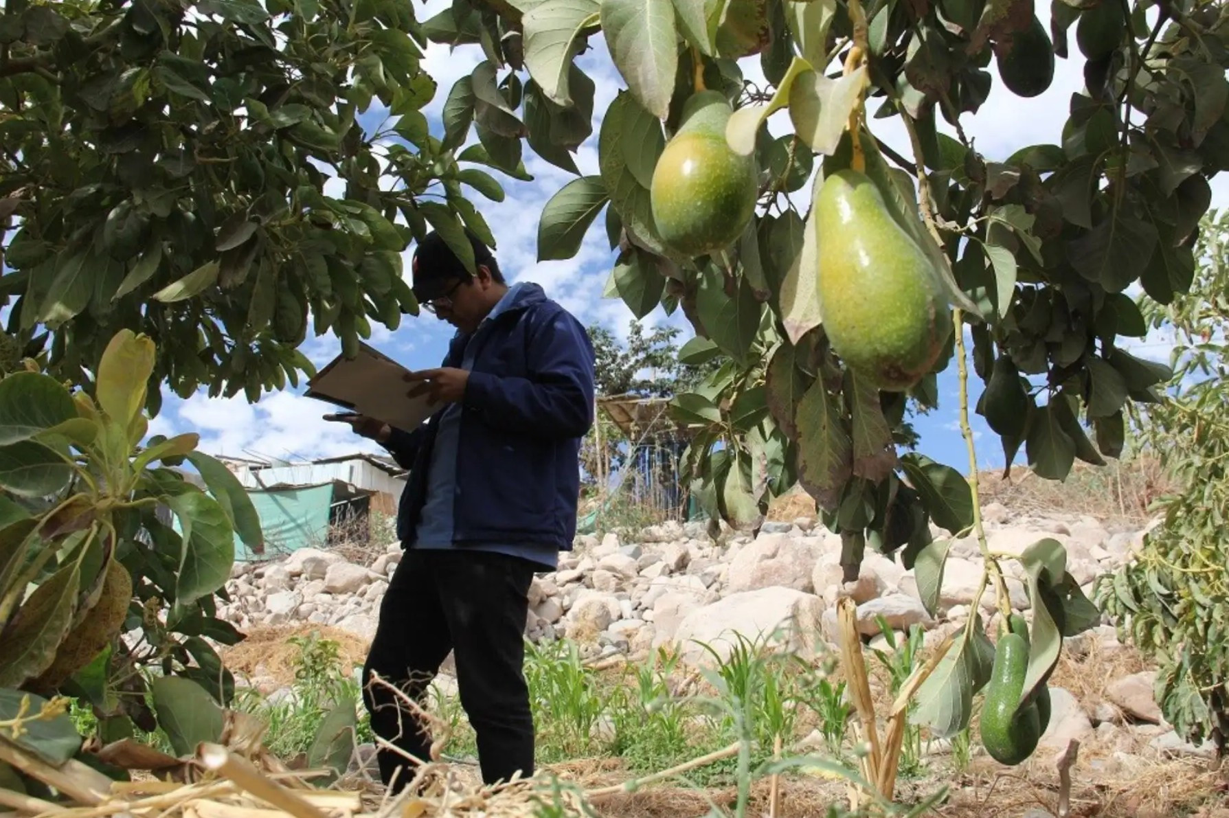<p>El Fenómeno El Niño frena la recuperación de la palta y pone presión sobre las exportaciones</p><p><br></p><p><br></p>