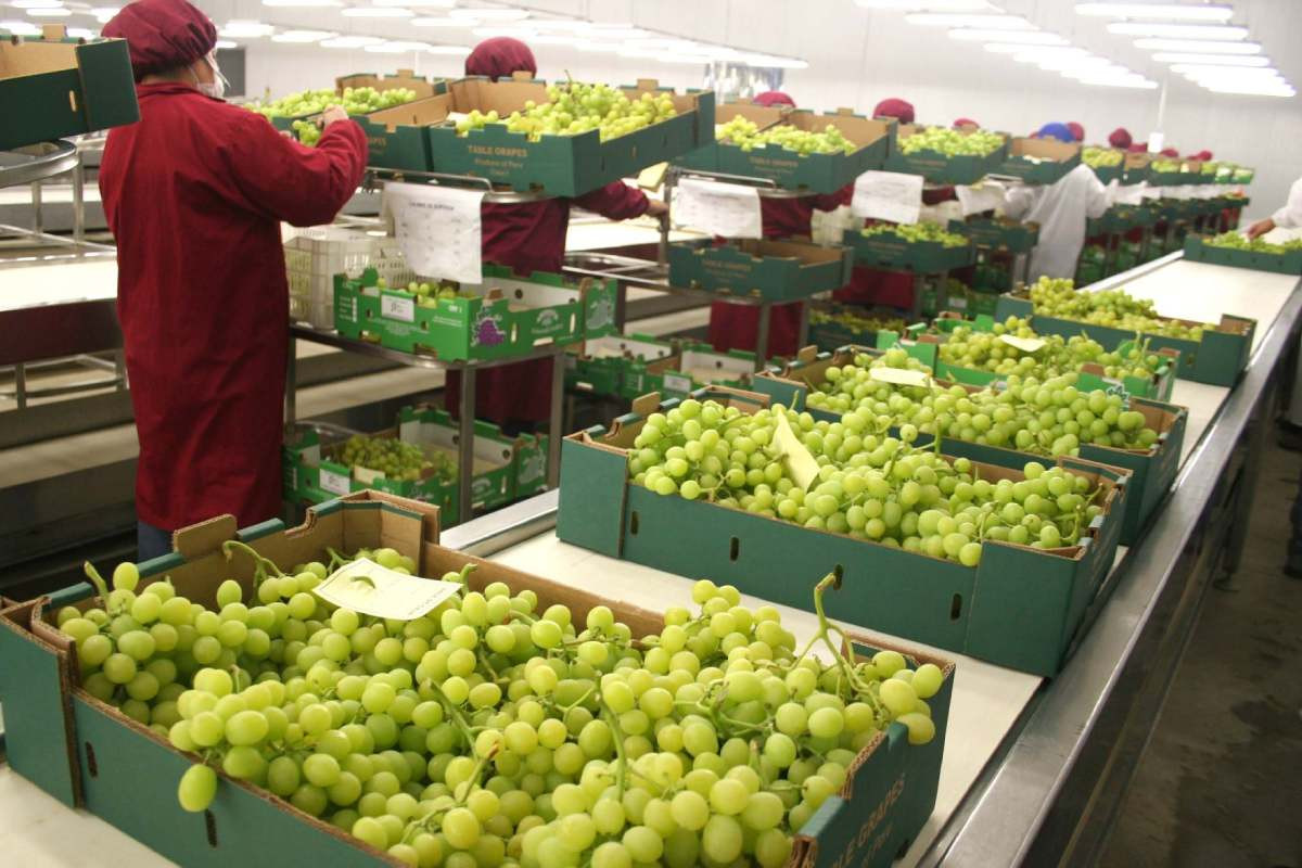 el-bcp-estima-una-caida-del-pbi-agro-y-pesca-entorno-al-4-en-2026