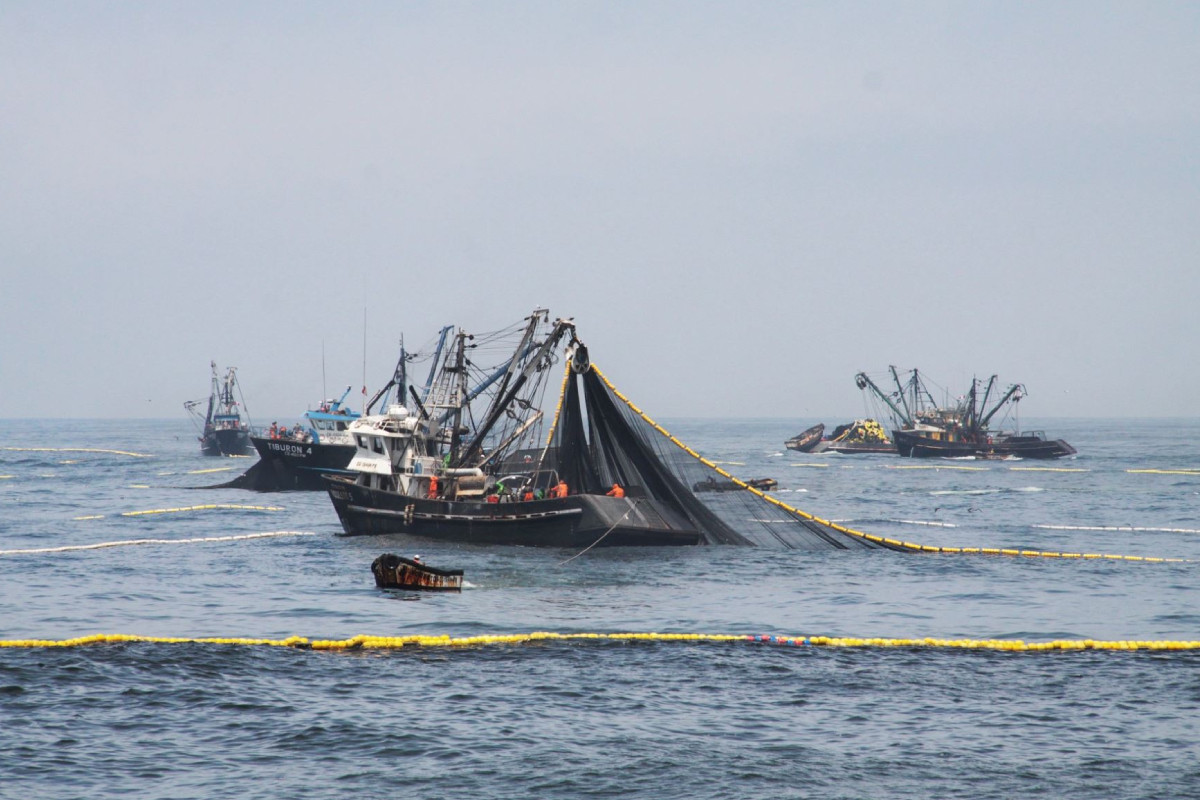 Producción del sector pesca cayó 51.9% en junio por suspensión de la extracción de la anchoveta