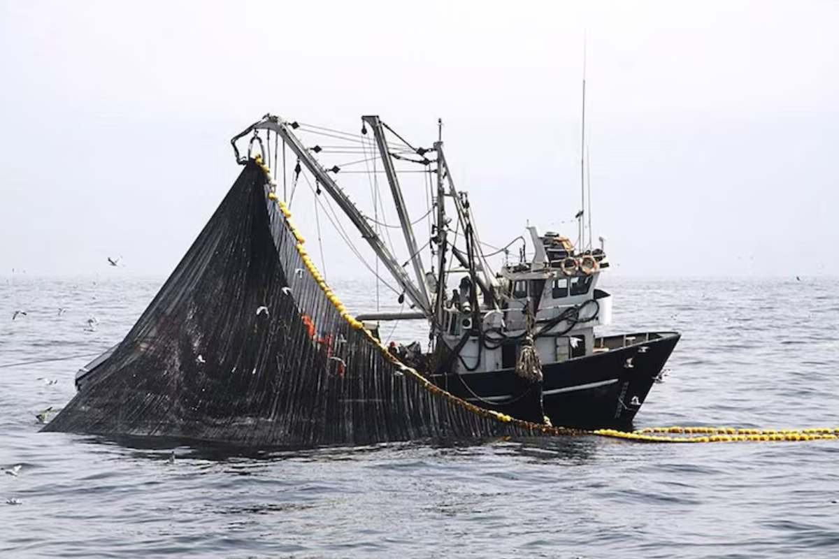 inei-produccion-del-sector-pesca-disminuyo-en-2744-en-julio