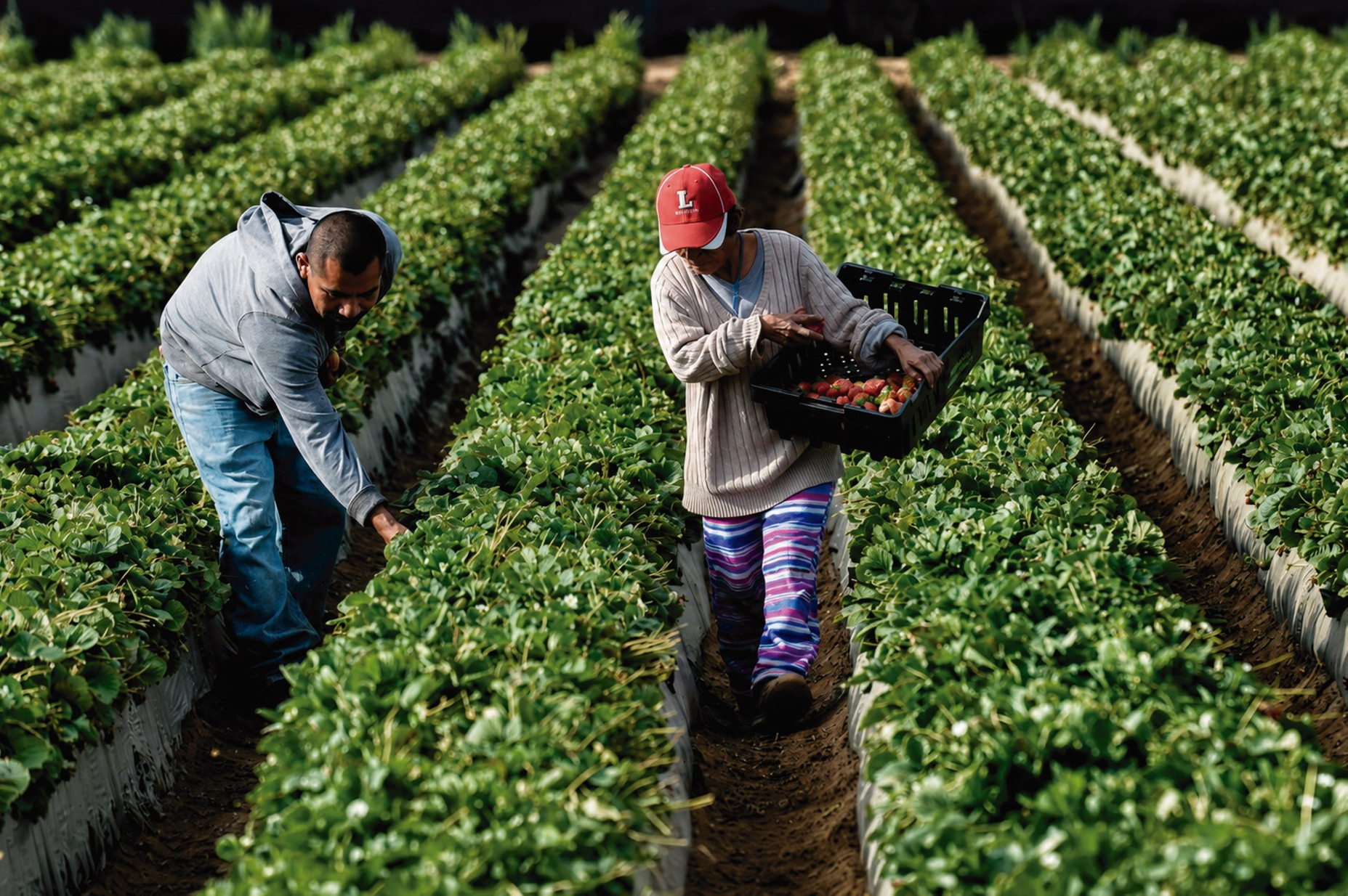 Facultades legislativas para el sector agro enfrentarán brechas de implementación
