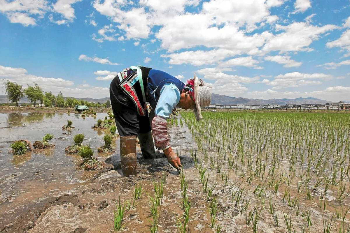 <p>Opinión FT: Cómo el libre comercio puede protegernos de El Niño, por Alan Beattie</p>