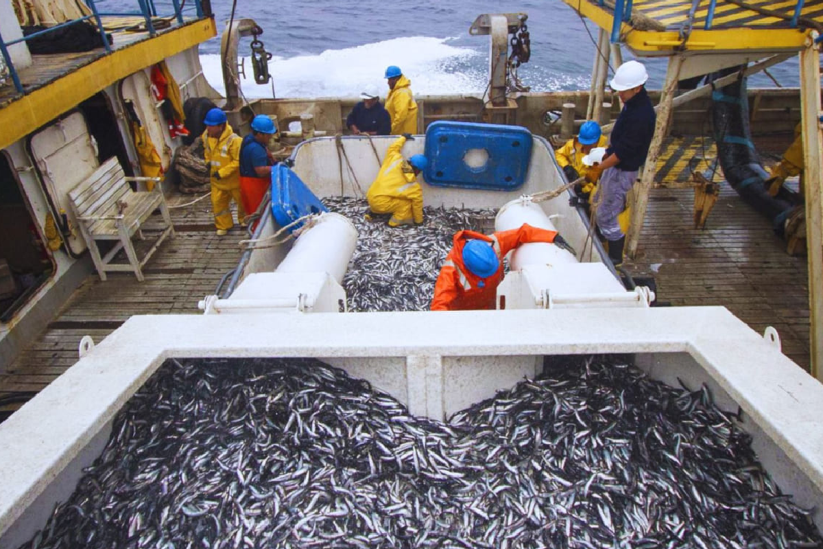 <p>Produce no abrirá la segunda temporada de pesca de anchoveta en la zona norte-centro, algo que no ocurría desde 2023</p>
