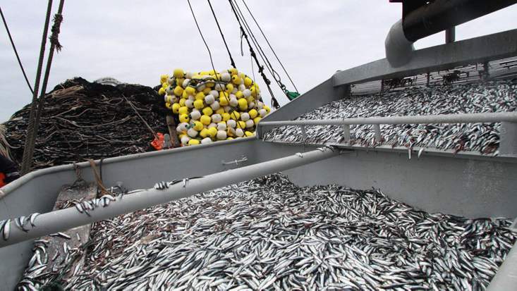 Produce: Segunda temporada de pesca generó ingresos por US$1,000 millones