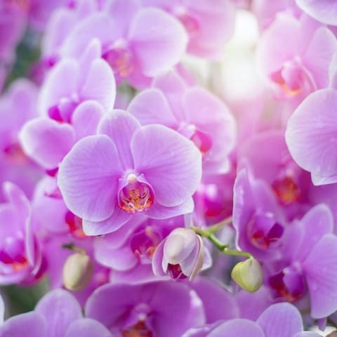 Wedding Flowers