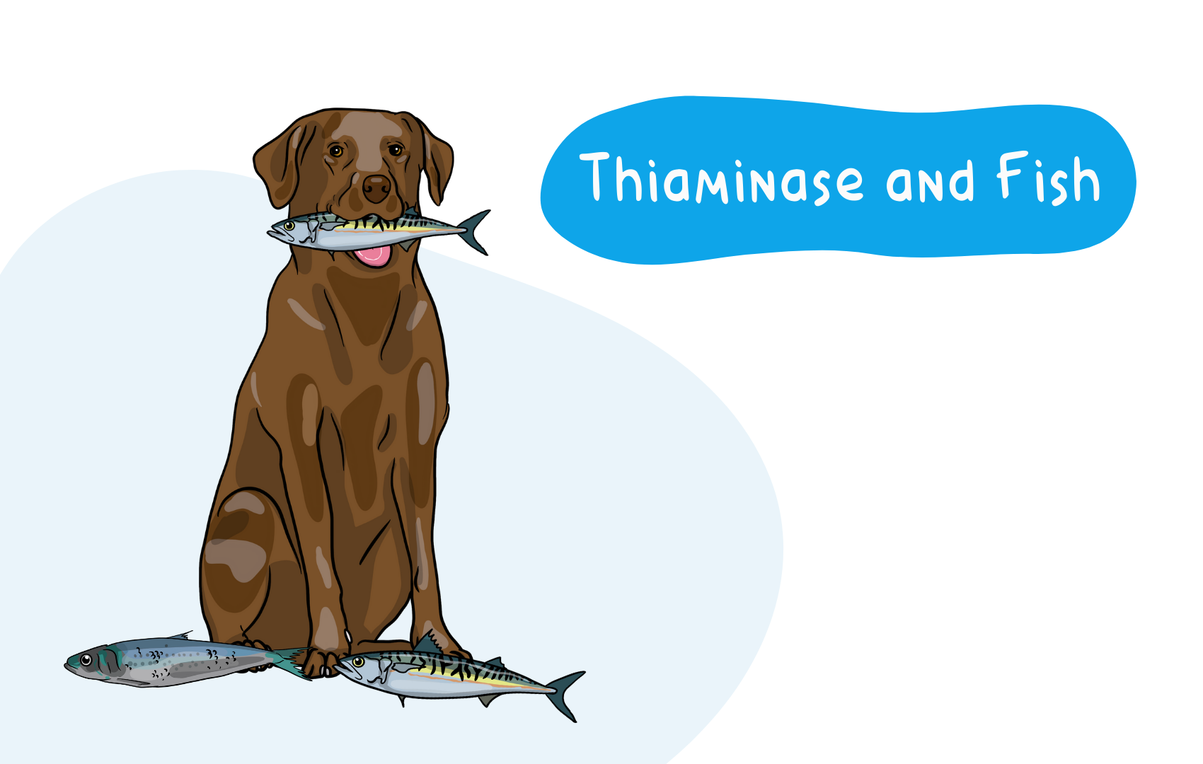 Thiaminase and Fish